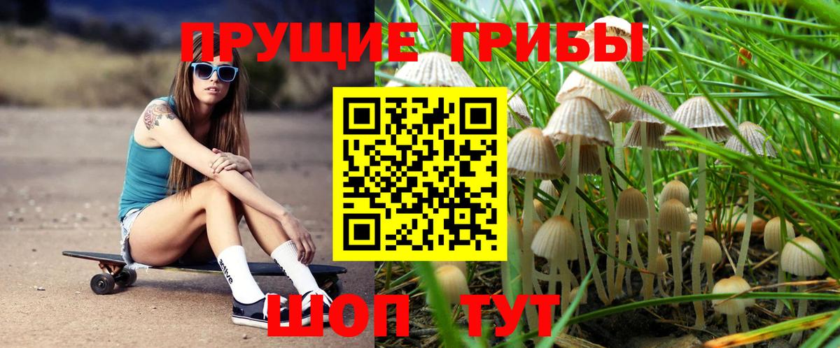 Минусинск  Псилоцибиновые грибы Psilocybine cubensis  Вход с VPN 